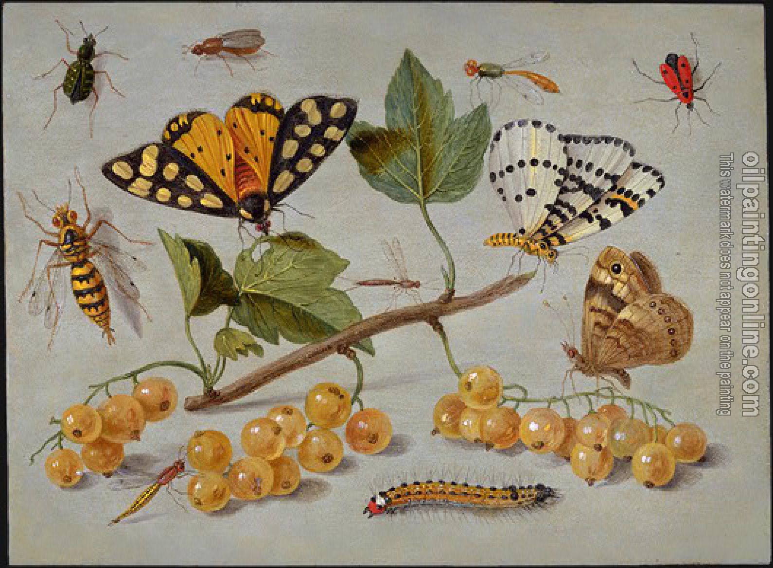Kessel, Jan van - Butterflies and Insects